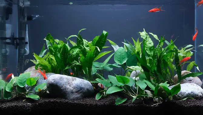 What Plants Can Be Used With Fish In A Planted Tank