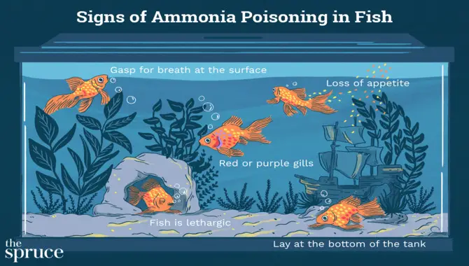 What To Do If Your Fish Tank Has High Ammonia Levels