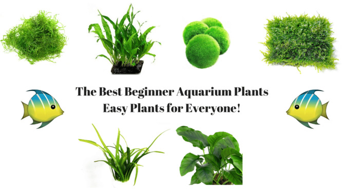 Which Anchoring Plant Is Best For A Beginner