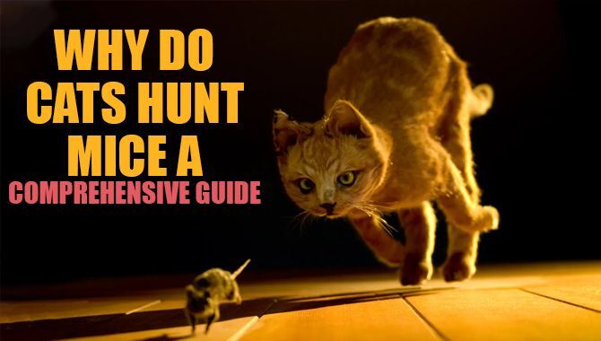 Why Do Cats Hunt Mice? – A Comprehensive Guide