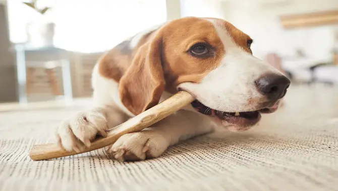 9 Tips To Prevent Your Dog From Chewing Your Household Items
