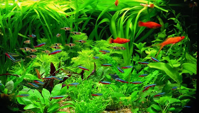Benefits Of Lowering Ammonia In A Fish Tank