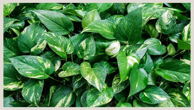 Common Mistakes To Avoid When Using Pothos In Aquariums
