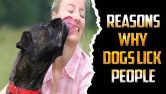 Exploring Reasons Why Dogs Lick People