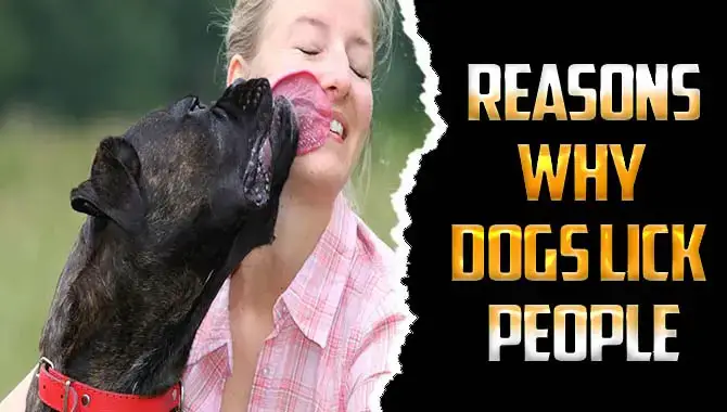 Exploring Reasons Why Dogs Lick People – You Should Know