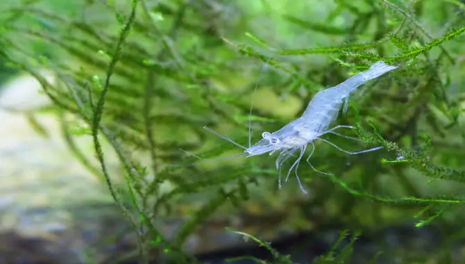 Feeding And Caring For Ghost Shrimp