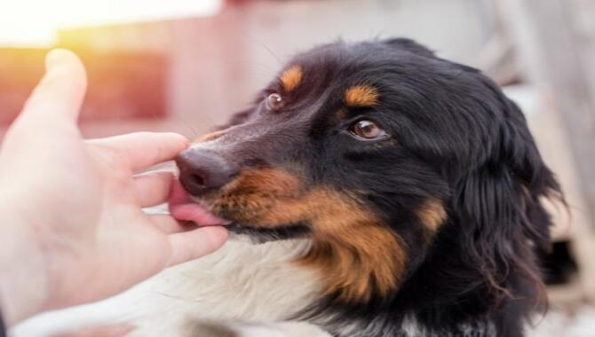 How Dogs Use Licking As A Communication Tool