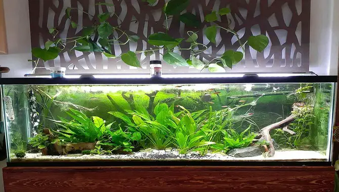 How Pothos Can Improve Water Quality In Aquariums