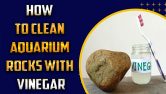 How To Clean Aquarium Rocks With Vinegar
