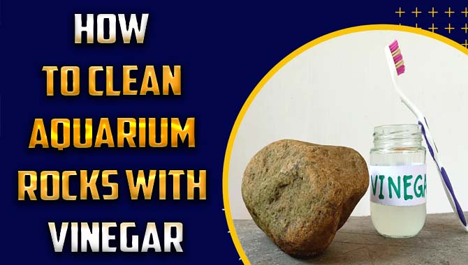How To Clean Aquarium Rocks With Vinegar – Simple Ways