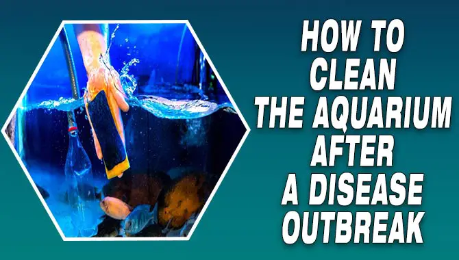 How To Clean The Aquarium After A Disease Outbreak