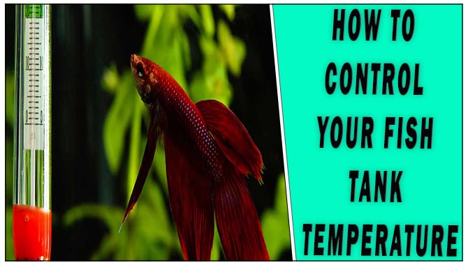 How To Control Your Fish Tank Temperature