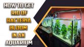 How To Get Rid Of Bacteria Bloom In An Aquarium