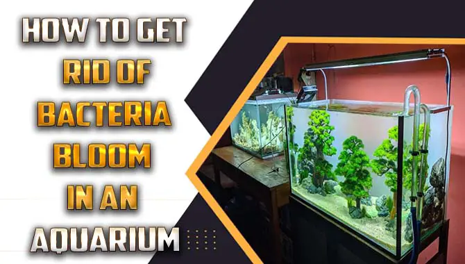 How To Get Rid Of Bacteria Bloom In An Aquarium – A Guide