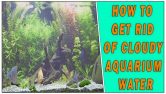 How To Get Rid Of Cloudy Aquarium Water