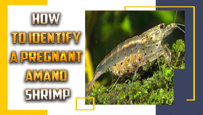 How To Identify A Pregnant Amano Shrimp- Everything To Know About It