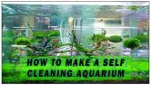 How To Make A Self-Cleaning Aquarium
