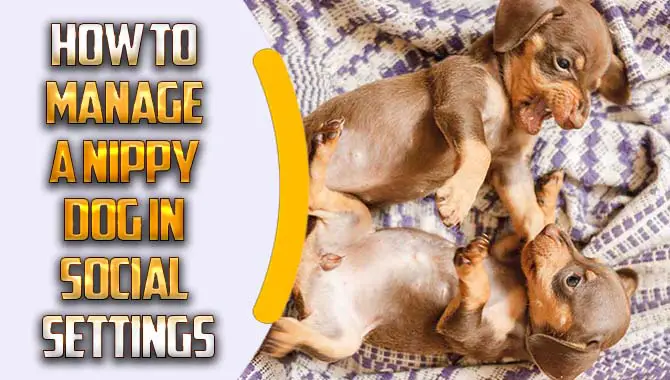 How To Manage A Nippy Dog In Social Settings – Compressive Guideline