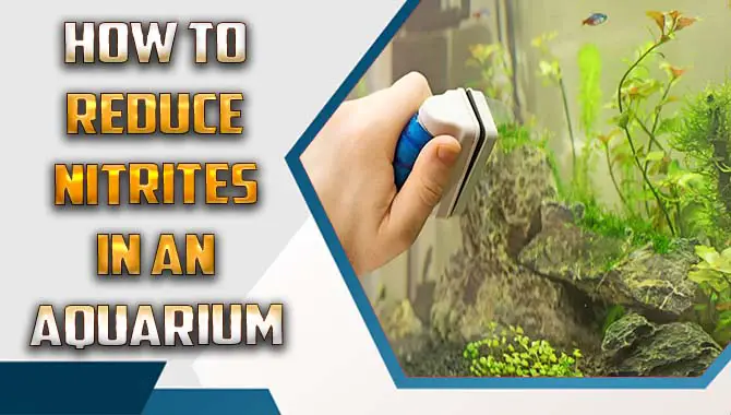 How To Reduce Nitrites In An Aquarium- A Step-By-Step Guide