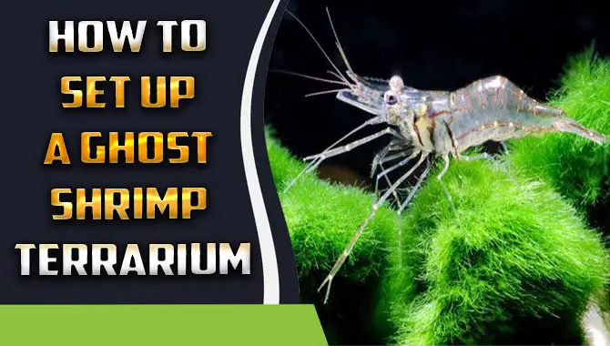 How To Set Up A Ghost Shrimp Terrarium – All Details