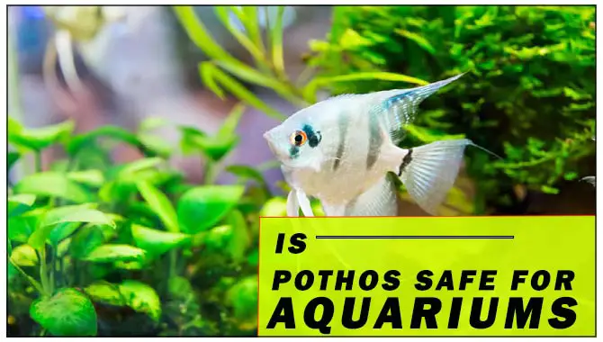 Is Pothos Safe For Aquariums
