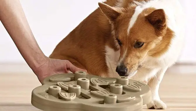 Keep Your Dog Busy