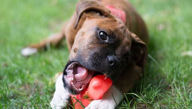 Monitor Your Dog's Chewing Routine