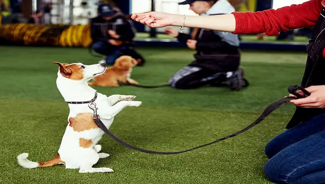 Potty On Command Basics For Your Dog