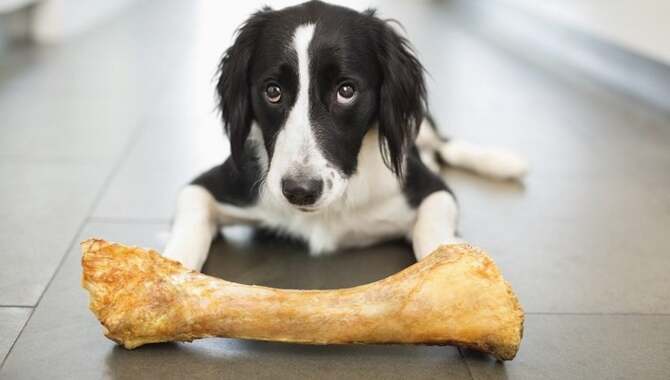 Provide Bones For Your Dog