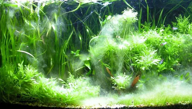 Techniques To Safely Remove White Algae From Aquarium Glass