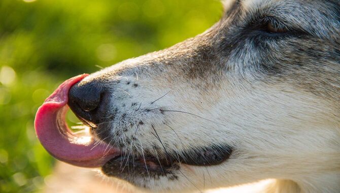 The Effects Of Stress On Dog Licking