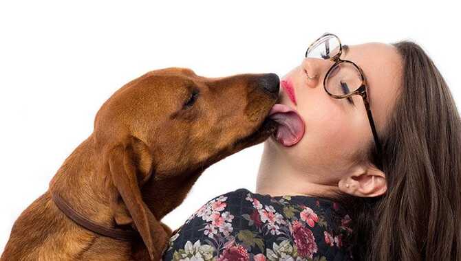 The Link Between Dog Licking And Diet