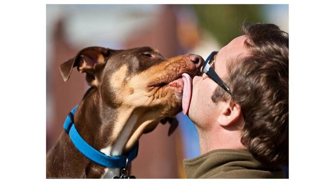The Role Of Genetics In Dog Licking
