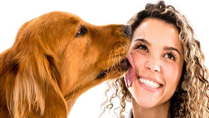The Role Of Taste In Dog Licking