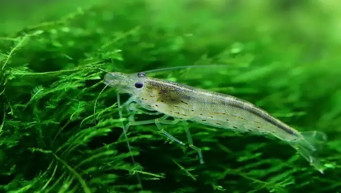 Things To Keep In Mind While Caring For Amano Shrimp