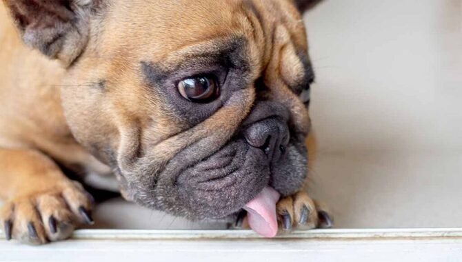 Tips To Discourage Unwanted Dog Licking