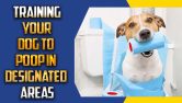 Training Your Dog To Poop In Designated Areas