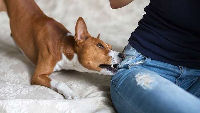 What Is Causing Your Dog To Nip?