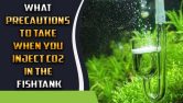 What Precautions To Take When You Inject CO2 In The Fishtank