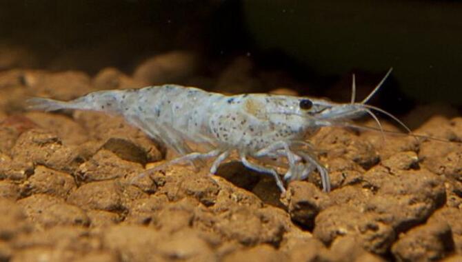 What To Do If Amano Shrimp Get Sick