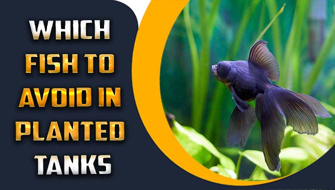 Which Fish To Avoid In Planted Tanks