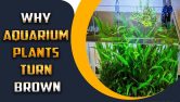 Why Aquarium Plants Turn Brown