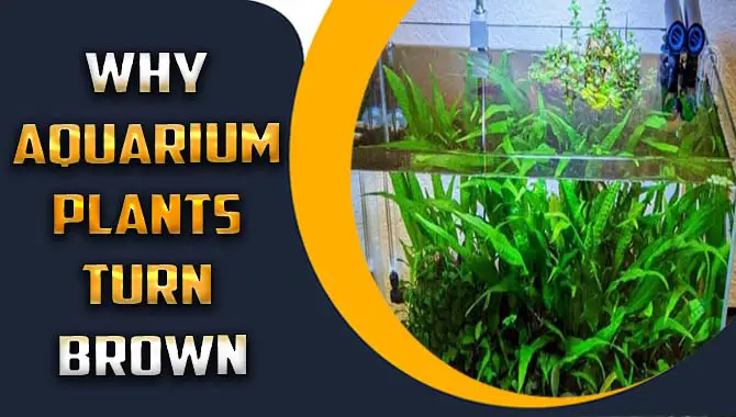 Why Aquarium Plants Turn Brown – Explained