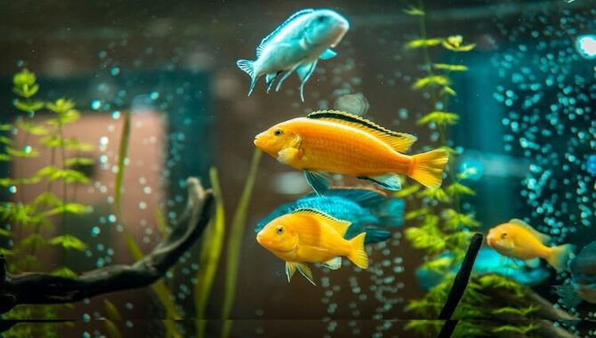 13 Best Types Of Freshwater Fish For Beginners