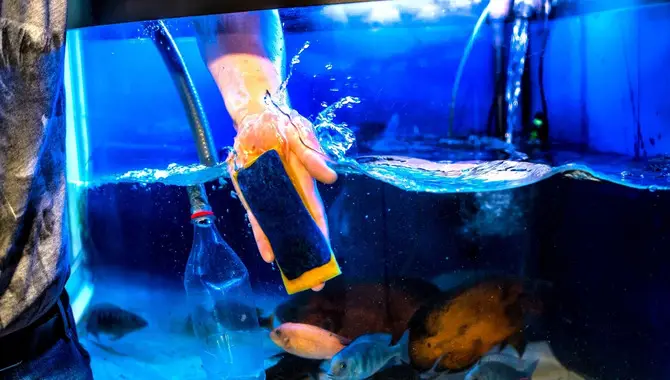 5 Ways To Clean Aquarium Glass Properly