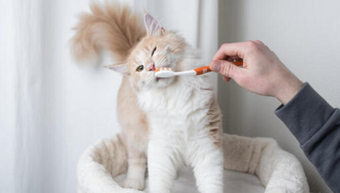 6 Tips To Maintain Your Cat's Dental Health
