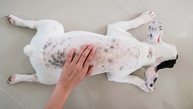 8 Simple Tips For How To Prevent And Treat Common Skin Conditions In Dogs