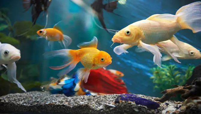 A List Of Common Problems In Aquariums & Their Solutions