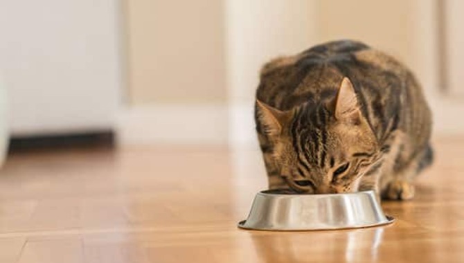Add Fiber To Your Cat's Diet