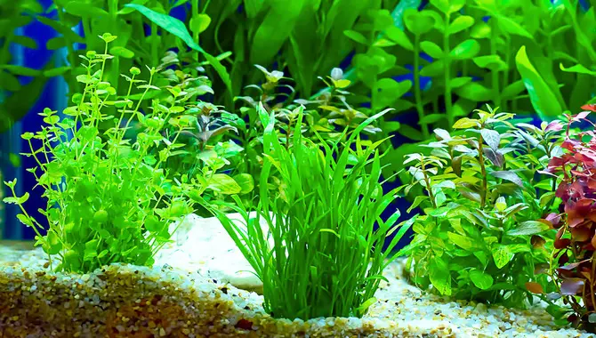 An Overview Of Aquatic Plants For Your Aquarium - With Grooming Process